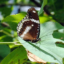 common eggfly