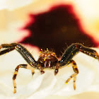 Crab spider, araña cangrejo
