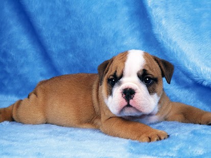 Puppy Dog Wallpaper Screenshots 4