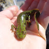 Southern marbled newt
