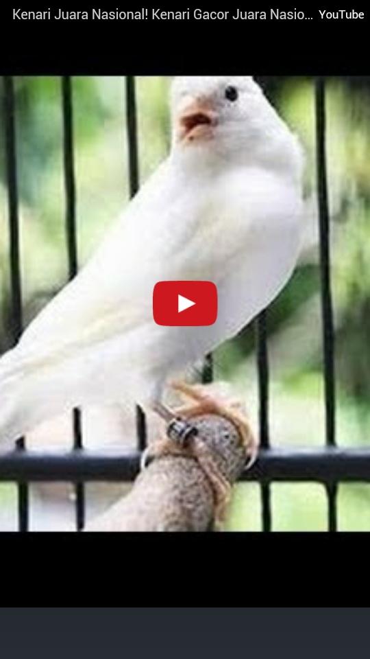 Free Download Kicau Burung Kenari Gacor