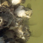 Ivory barnacle