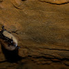 Small-Footed Bat