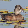 Ring-necked duck (female)