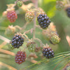 Himalayan blackberries