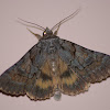 Underwing moth