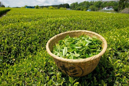 Benefits of Green Tea