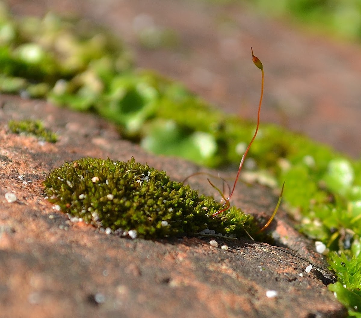 Moss with Sporangium