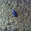 Pill bug