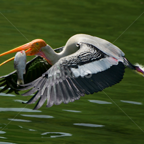 Hungry Stork by Saurav Chakraborty - Animals Birds