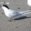 White-fronted Tern