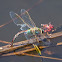 Common Green Darner dragonfly