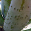 Aloe sp