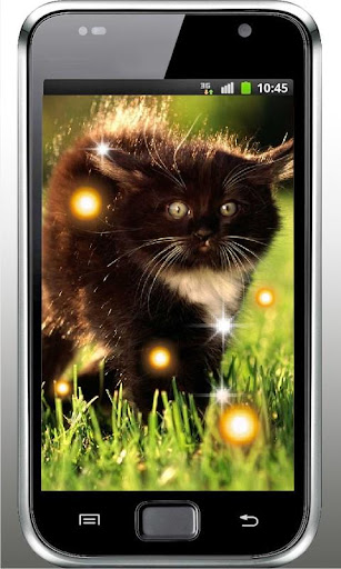 Kitty Top Free Live Wallpaper