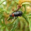 Red-Necked False Blister Beetle