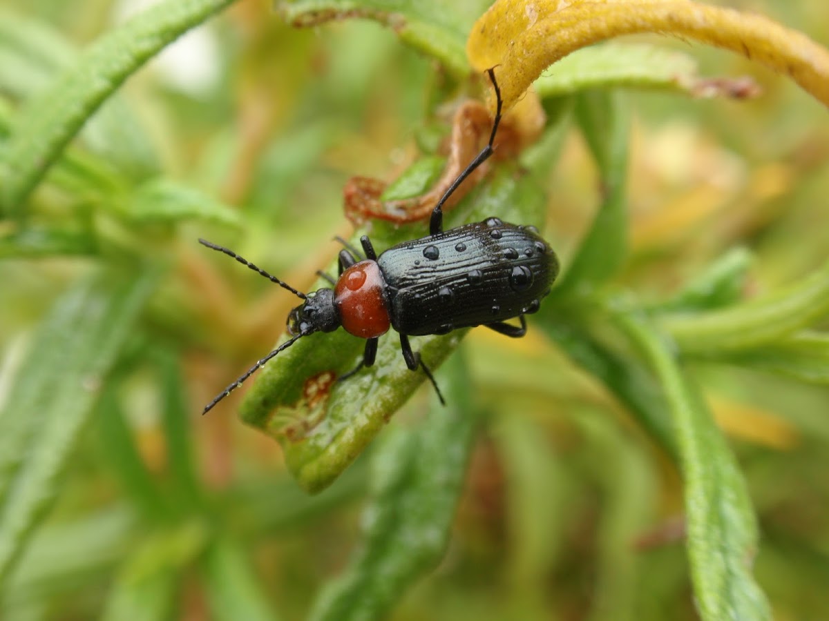 Red-Necked False Blister Beetle