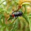 Red-Necked False Blister Beetle