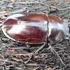 Stag Beetle - female
