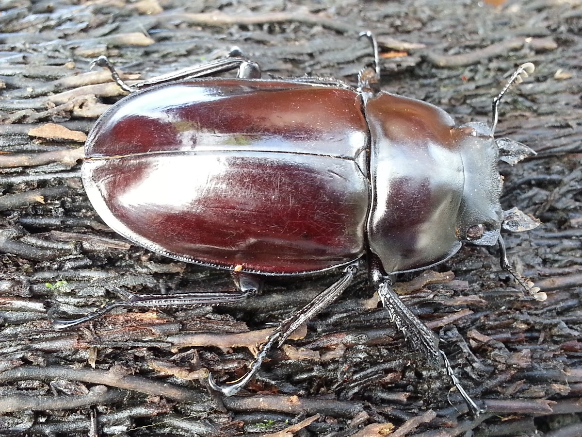 Stag Beetle - female