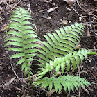 Fern