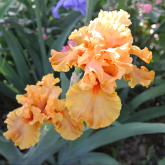 Bearded Iris ’ Savannah Sunset’ | Project Noah