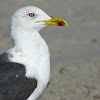 lesser black backed gull