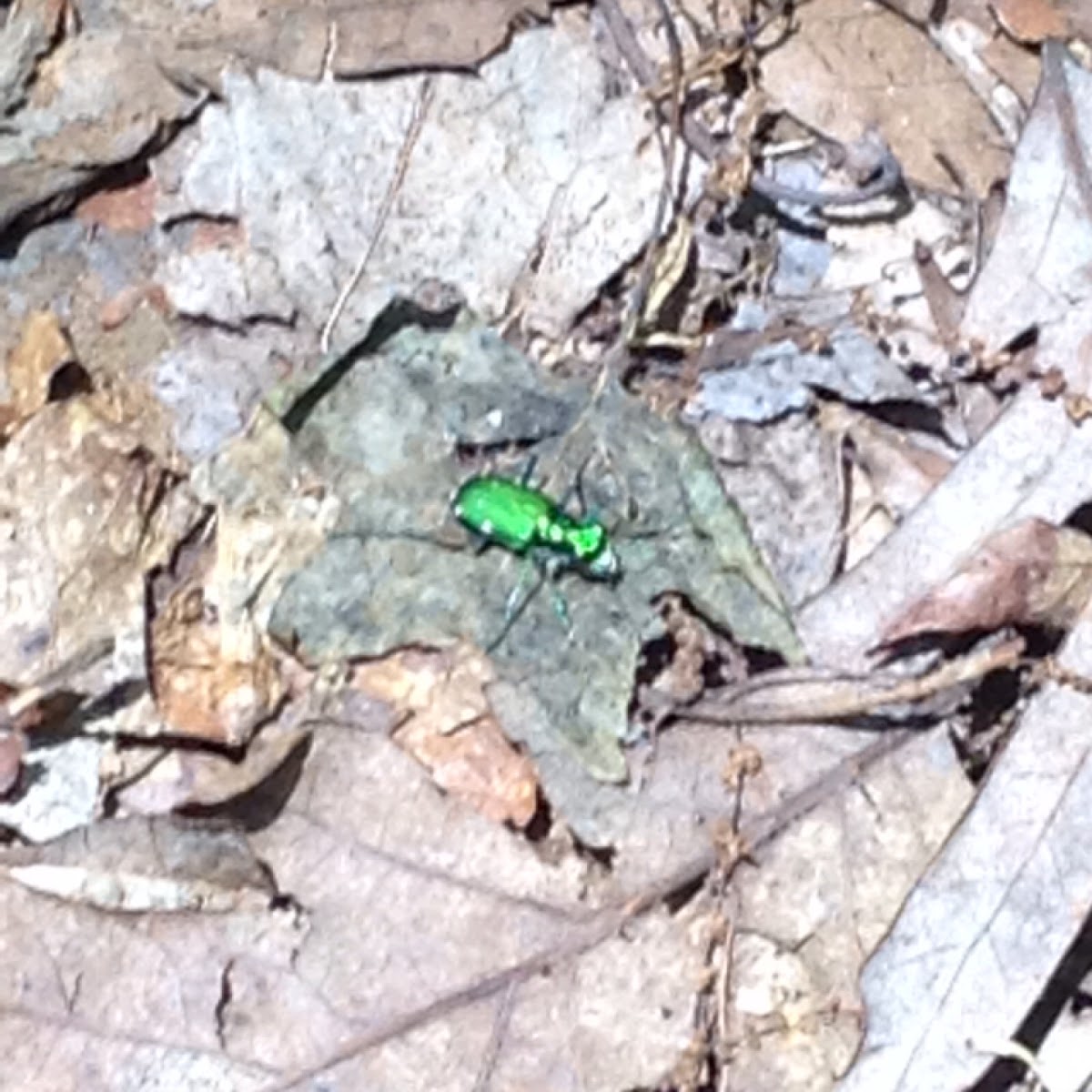 Six spotted tiger beetle.