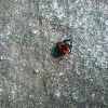 Histerid Beetle