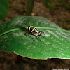 Lubber Grasshopper Nymphs