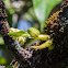 Dendrobium compactum