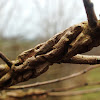 Cork-barked elm
