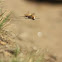 Bee fly