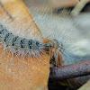 Processionary Caterpillar (Bag-shelter moth)