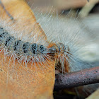 Processionary Caterpillar (Bag-shelter moth)