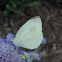 Cabbage White (male) Butterfly