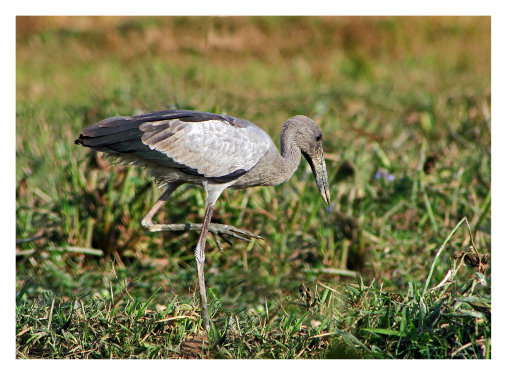 Openbill Stork