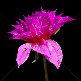 by Monzur Sazid Ahmed - Flowers Single Flower