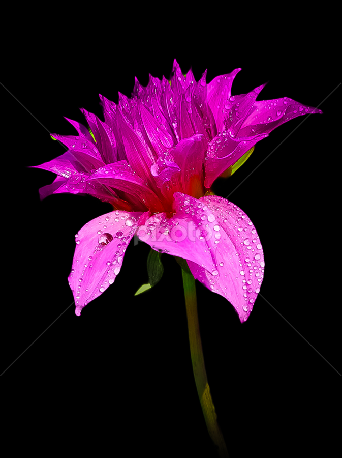 by Monzur Sazid Ahmed - Flowers Single Flower