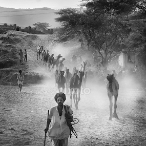 Camel Run by Sampurna Sarkar - Black & White Street & Candid