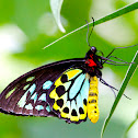 Cairns Birdwing (Male)