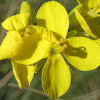 Wild Mustard Blossoms