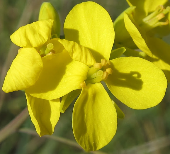 Wild Mustard Blossoms Project Noah