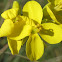 Wild Mustard Blossoms