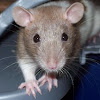 domesticated brown rat