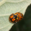 Variable Ladybird Beetles - Mating