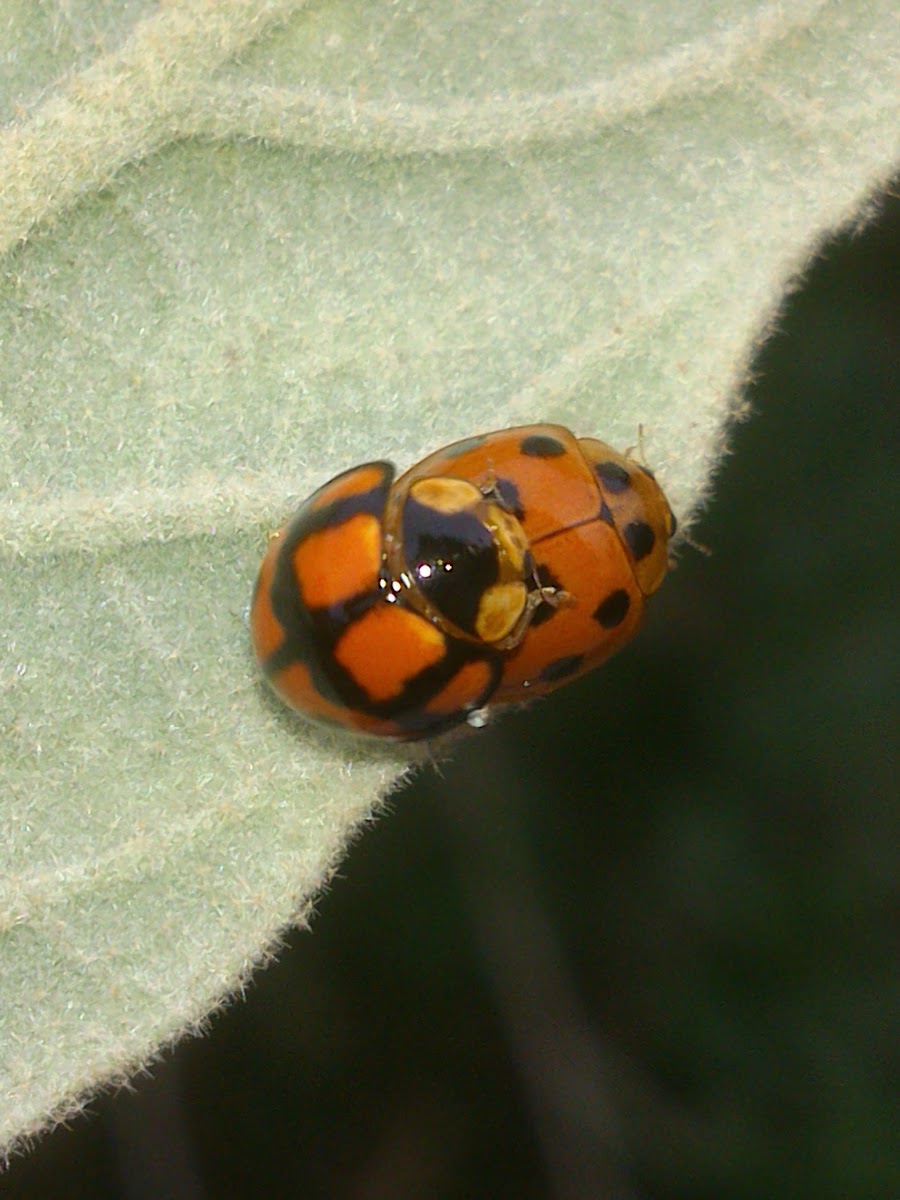 Variable Ladybird Beetles - Mating