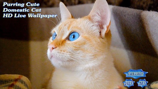 Free Download Purring Cute Domestic Cat APK