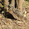 Bush Stone-curlew