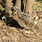 Bush Stone-curlew