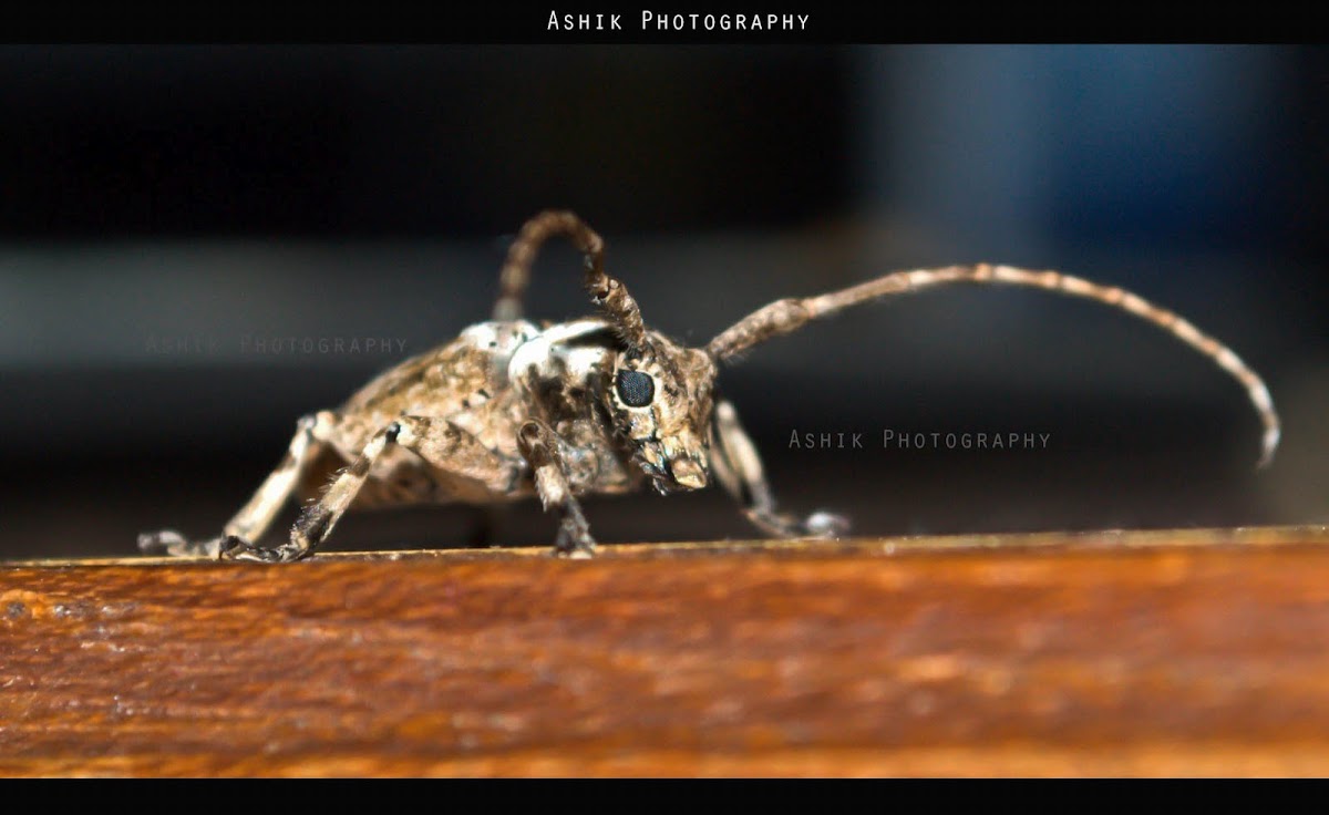 longhorn beetles